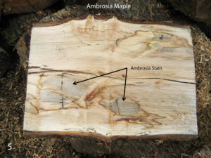 Ambrosia Staining in Red Maple