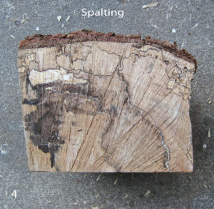 wood species river birch spalting