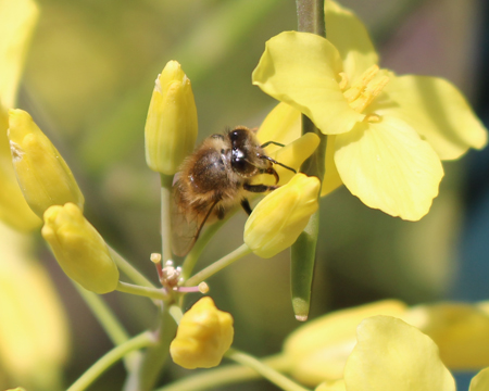 honeybee foraging on collard bloom for North Carolina honey