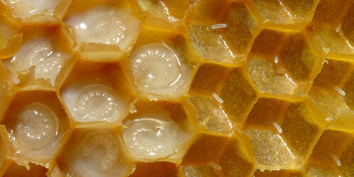 Honeybee larva swimming in Royal Jelly