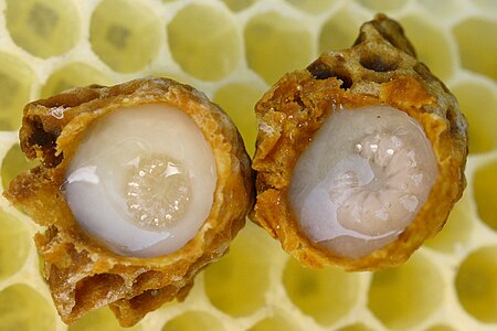 Honey Bee Larva in Royal Jelly